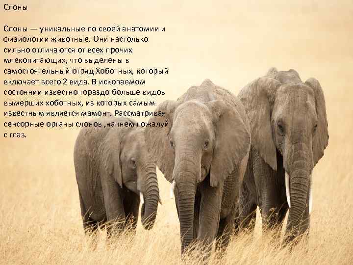 Слоны — уникальные по своей анатомии и физиологии животные. Они настолько сильно отличаются от