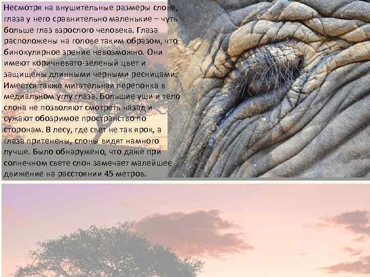 Несмотря на внушительные размеры слона, глаза у него сравнительно маленькие – чуть больше глаз