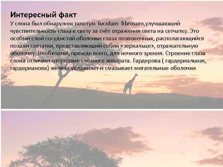 Интересный факт У слона был обнаружен тапетум lucidum fibrosum, улучшающий чувствительность глаза к свету