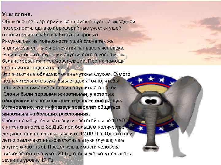 Уши слона. Обширная сеть артерий и вен присутствует на их задней поверхности, однако периферийные