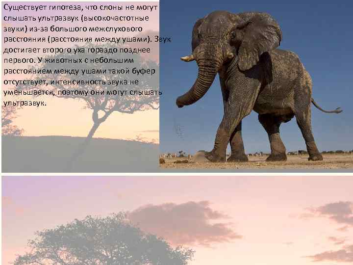 Существует гипотеза, что слоны не могут слышать ультразвук (высокочастотные звуки) из-за большого межслухового расстояния