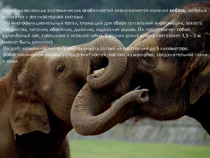 Одной из основных анатомических особенностей слона является наличие хобота, который относится к респираторной системе.