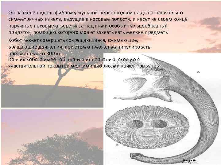 Он разделен вдоль фибромускульной перегородкой на два относительно симметричных канала, ведущие в носовые полости,