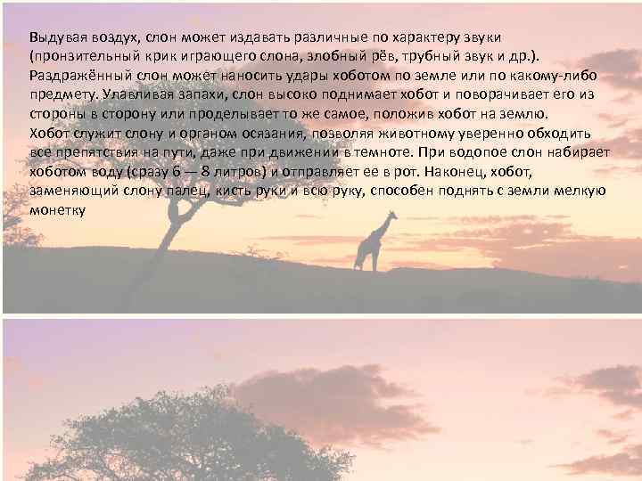 Выдувая воздух, слон может издавать различные по характеру звуки (пронзительный крик играющего слона, злобный