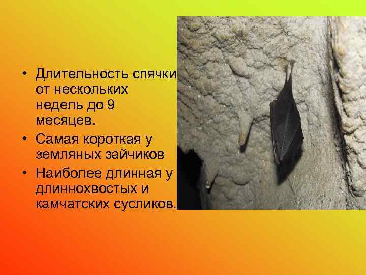  • Длительность спячки от нескольких недель до 9 месяцев. • Самая короткая у