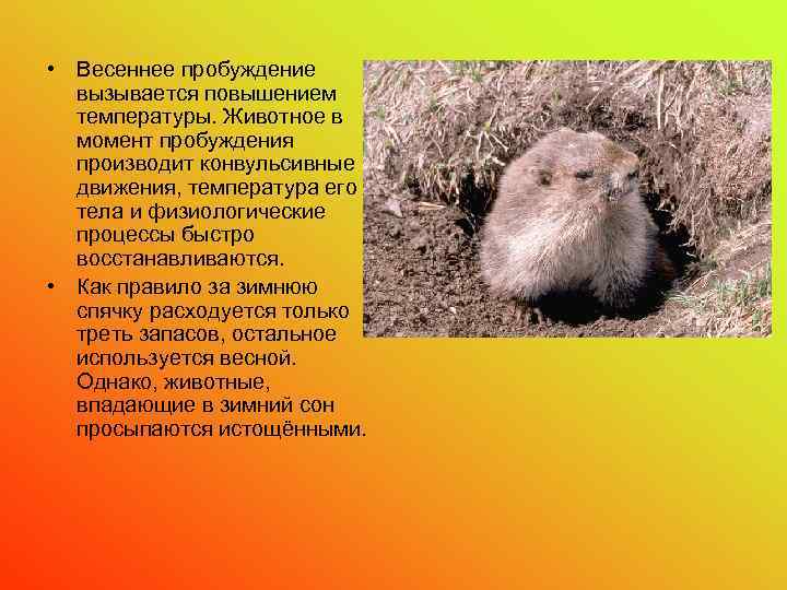 • Весеннее пробуждение вызывается повышением температуры. Животное в момент пробуждения производит конвульсивные движения,