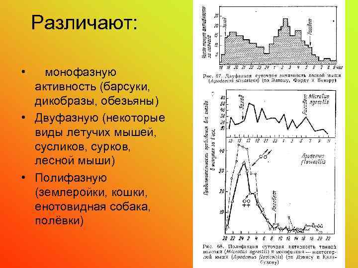 Суточная активность. Суточная активность грызунов. Енотовидная собака  суточная активность. Суточная активность амфибий. Суточная активность барсука.