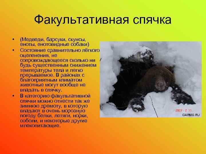 Факультативная спячка • • • (Медведи, барсуки, скунсы, енотовидные собаки) Состояние сравнительно лёгкого оцепенения,