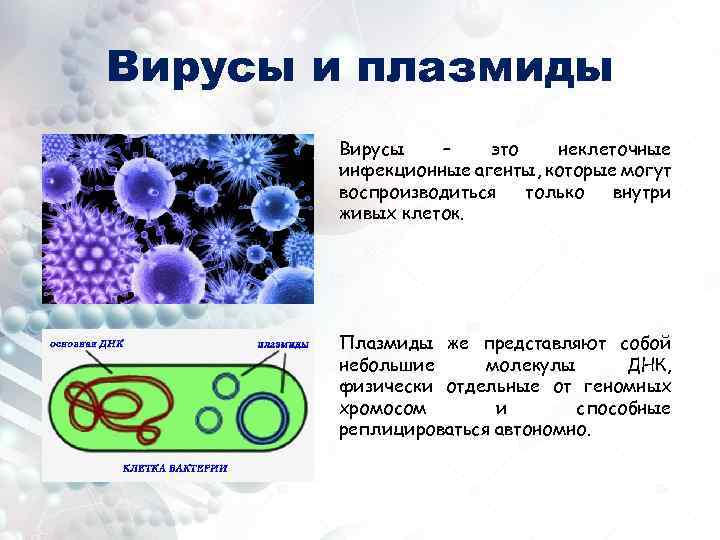 Вирусы и плазмиды Вирусы – это неклеточные инфекционные агенты, которые могут воспроизводиться только внутри