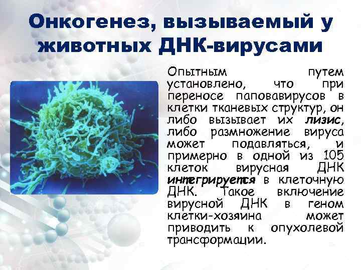 Онкогенез, вызываемый у животных ДНК-вирусами Опытным путем установлено, что при переносе паповавирусов в клетки