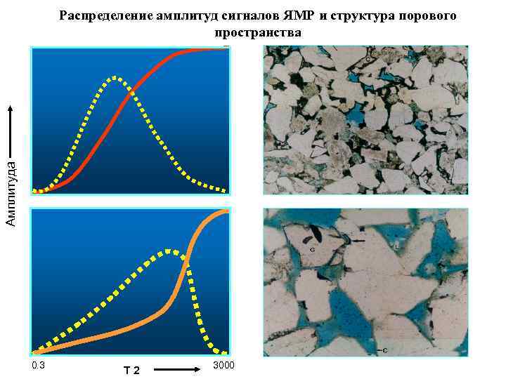 Амплитуда Распределение амплитуд сигналов ЯМР и структура порового пространства 13 0. 3 T 2