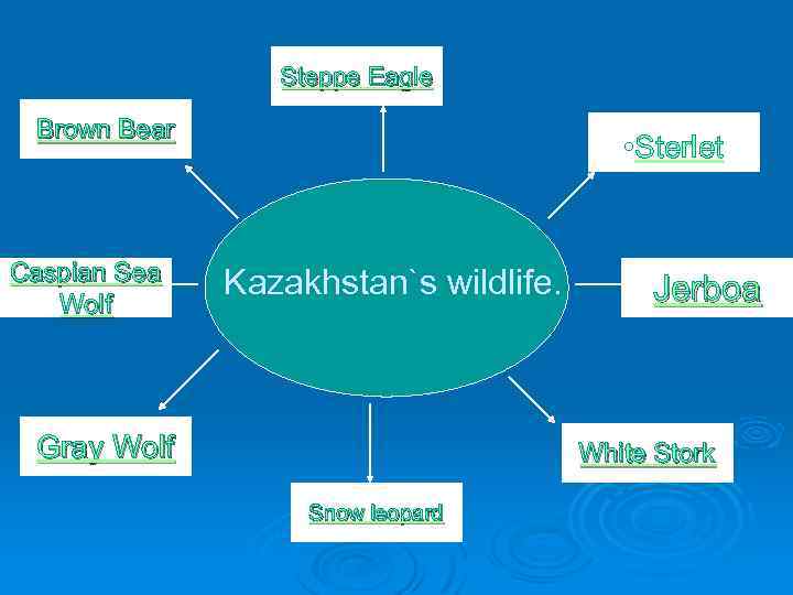 Steppe Eagle Brown Bear Caspian Sea Wolf • Sterlet Kazakhstan`s wildlife. Gray Wolf Jerboa