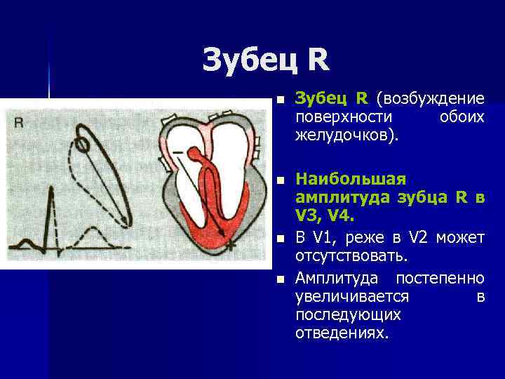 Зубец R n Зубец R (возбуждение поверхности обоих желудочков). n Наибольшая амплитуда зубца R