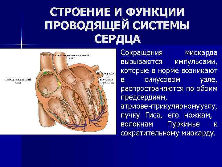СТРОЕНИЕ И ФУНКЦИИ ПРОВОДЯЩЕЙ СИСТЕМЫ СЕРДЦА n 7 6 Сокращения миокарда вызываются импульсами, которые