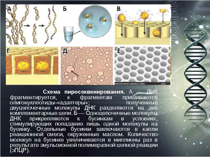 Схема пиросеквенирования. А — ДНК фрагментируется, к фрагментам пришиваются олигонуклеотиды «адаптеры» ; полученные двуцепочечные