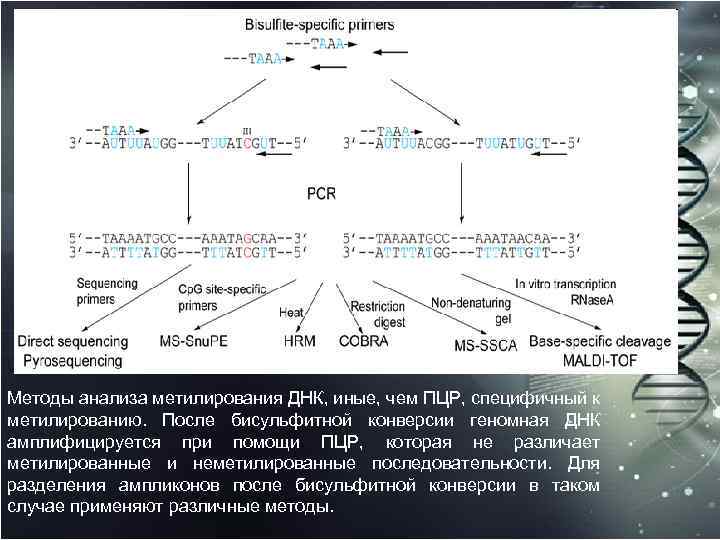 Методы анализа метилирования ДНК, иные, чем ПЦР, специфичный к метилированию. После бисульфитной конверсии геномная