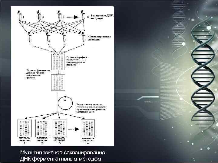 Мультиплексное секвенирование ДНК ферментативным методом 