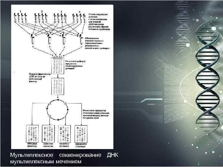 Мультиплексное секвенирование ДНК мультиплексным мечением 