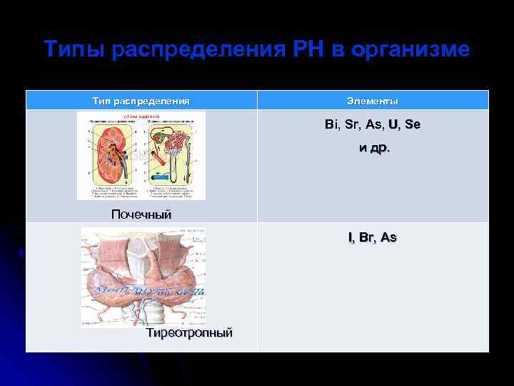 Типы распределения РН в организме Тип распределения Элементы Bi, Sr, As, U, Se и