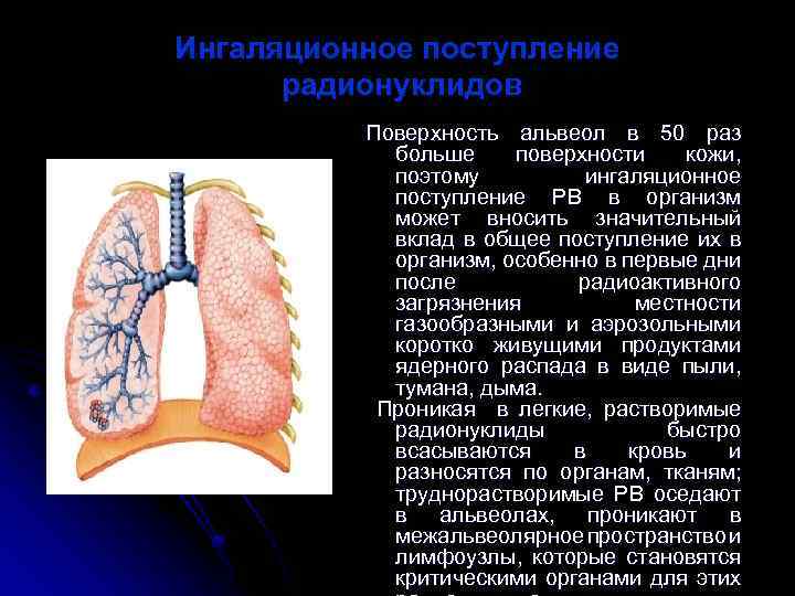 Ингаляционное поступление радионуклидов Поверхность альвеол в 50 раз больше поверхности кожи, поэтому ингаляционное поступление