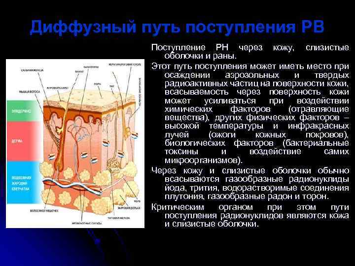 Диффузный путь. Поступление через кожу. Поступление радиации через кожу. Всасывание через кожу.