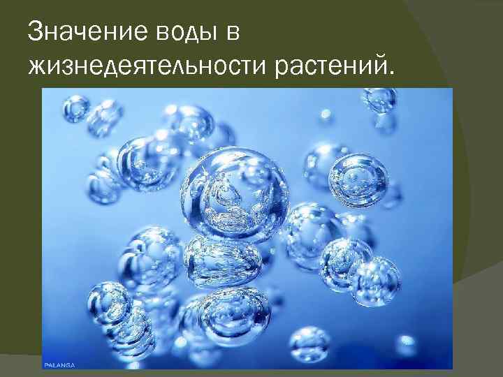 Значение воды в жизнедеятельности растений. 