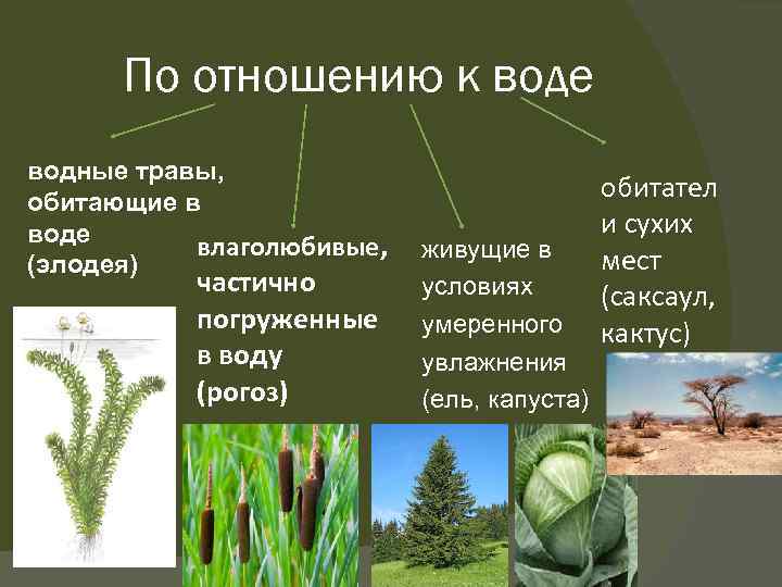 По отношению к воде водные травы, обитающие в воде влаголюбивые, (элодея) частично погруженные в