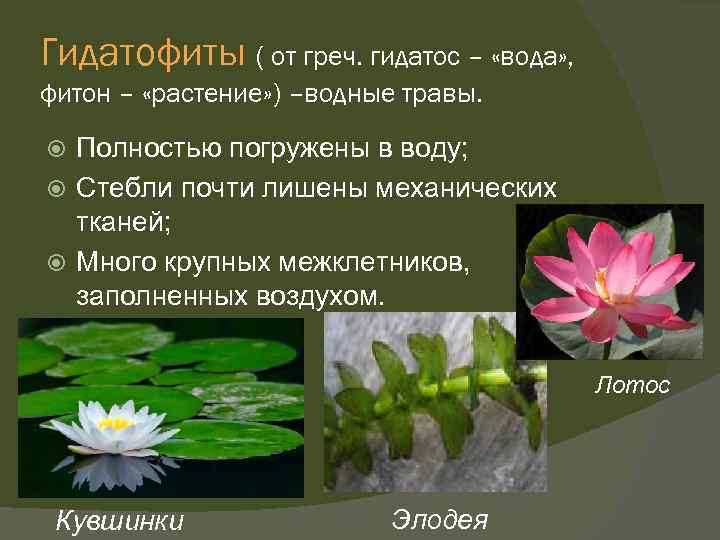 Гидатофиты ( от греч. гидатос – «вода» , фитон – «растение» ) –водные травы.