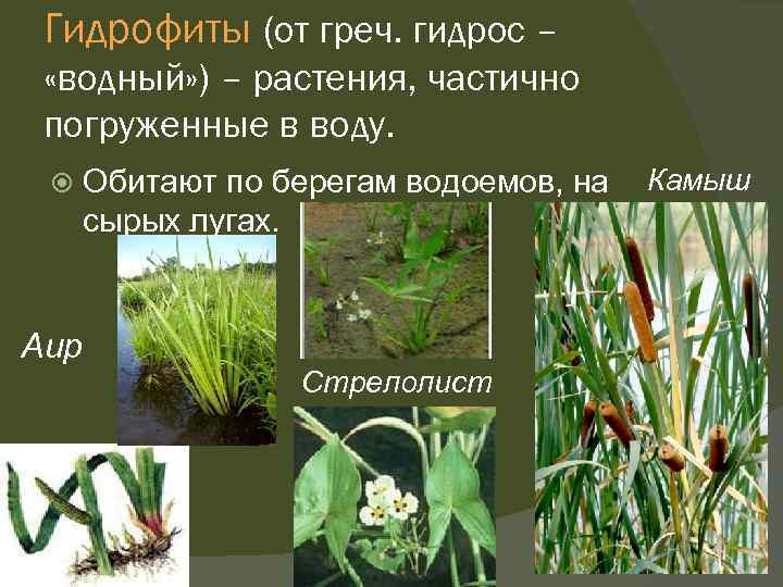 Гидрофиты (от греч. гидрос – «водный» ) – растения, частично погруженные в воду. Обитают