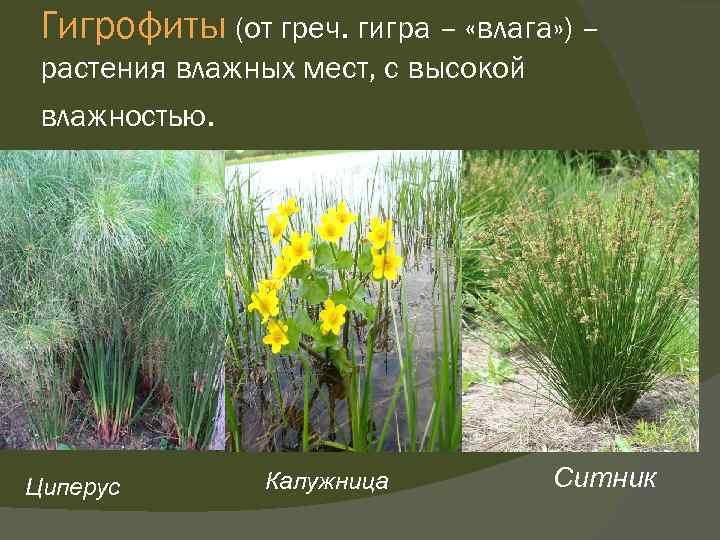 Гигрофиты (от греч. гигра – «влага» ) – растения влажных мест, с высокой влажностью.