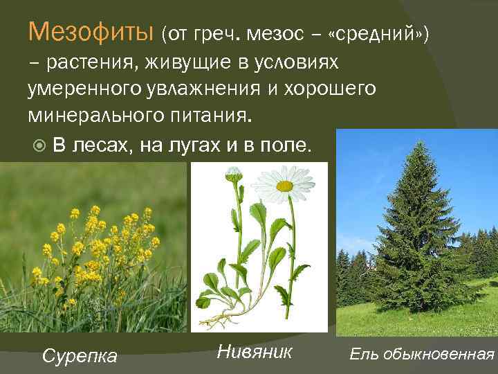 Мезофиты (от греч. мезос – «средний» ) – растения, живущие в условиях умеренного увлажнения