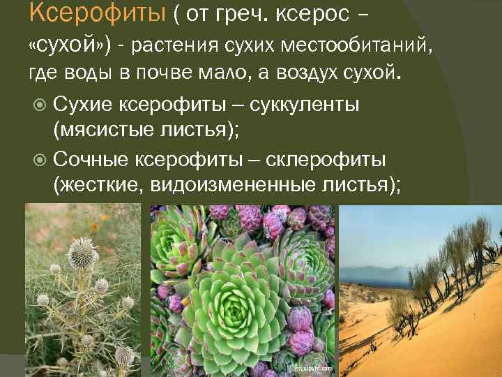 Ксерофиты ( от греч. ксерос – «сухой» ) - растения сухих местообитаний, где воды