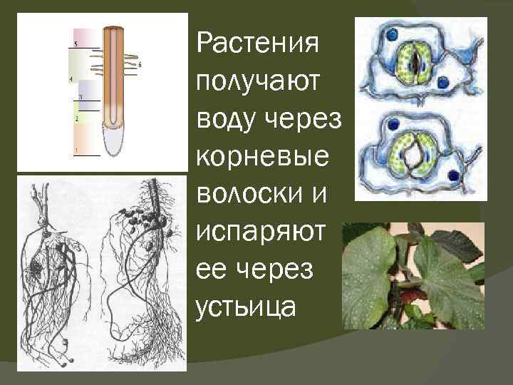 Растения получают воду через корневые волоски и испаряют ее через устьица 