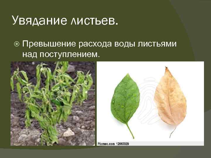 Увядание листьев. Превышение расхода воды листьями над поступлением. 