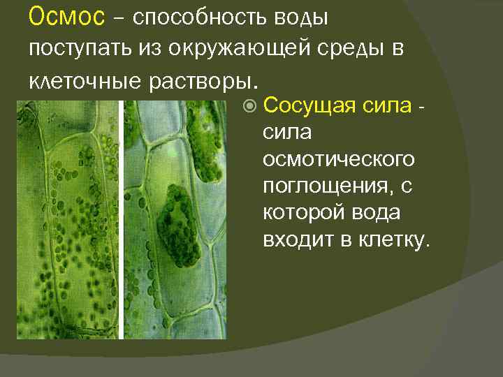 Осмос – способность воды поступать из окружающей среды в клеточные растворы. Сосущая сила -