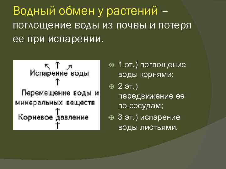 Водный обмен у растений – поглощение воды из почвы и потеря ее при испарении.