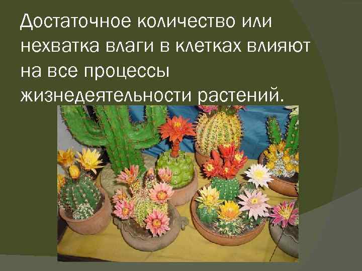 Достаточное количество или нехватка влаги в клетках влияют на все процессы жизнедеятельности растений. 