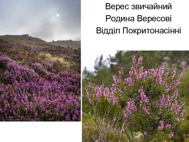 Верес звичайний Родина Вересові Відділ Покритонасінні 