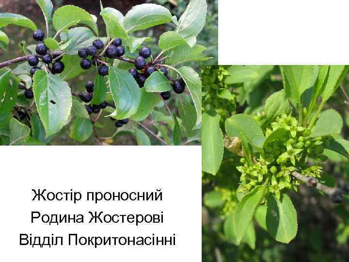 Жостір проносний Родина Жостерові Відділ Покритонасінні 