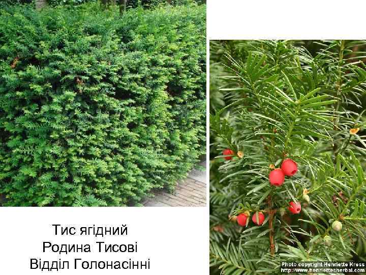 Тис ягідний Родина Тисові Відділ Голонасінні 