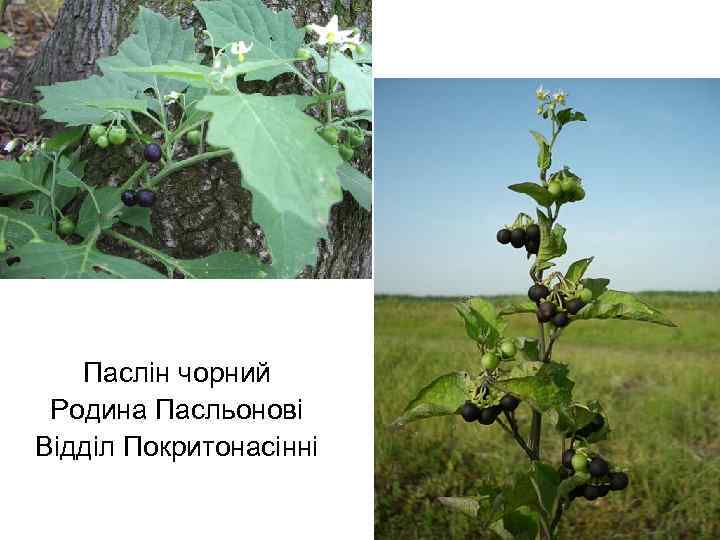 Паслін чорний Родина Пасльонові Відділ Покритонасінні 