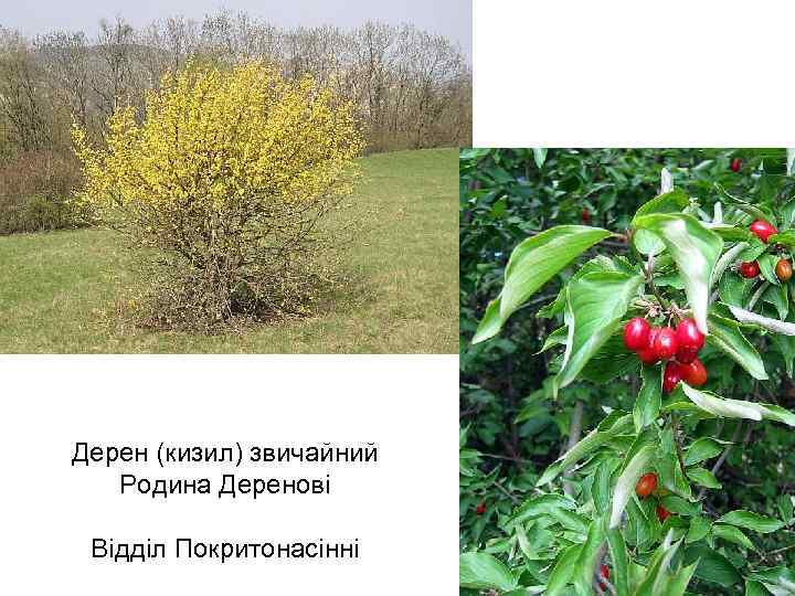 Дерен (кизил) звичайний Родина Деренові Відділ Покритонасінні 