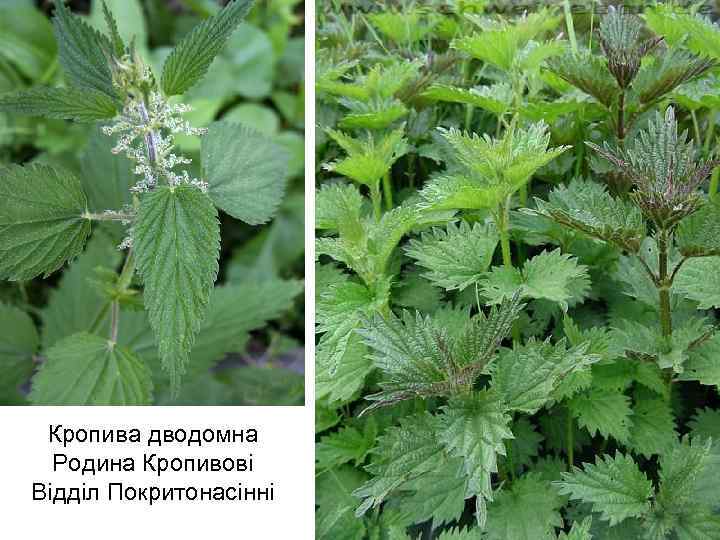 Кропива дводомна Родина Кропивові Відділ Покритонасінні 