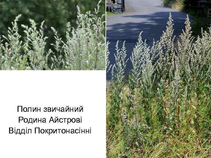 Полин звичайний Родина Айстрові Відділ Покритонасінні 