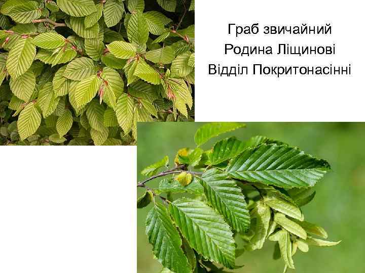 Граб звичайний Родина Ліщинові Відділ Покритонасінні 