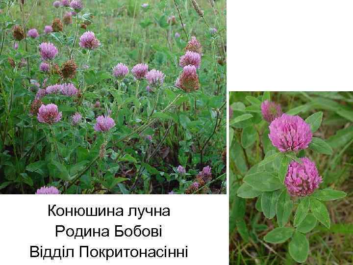 Конюшина лучна Родина Бобові Відділ Покритонасінні 
