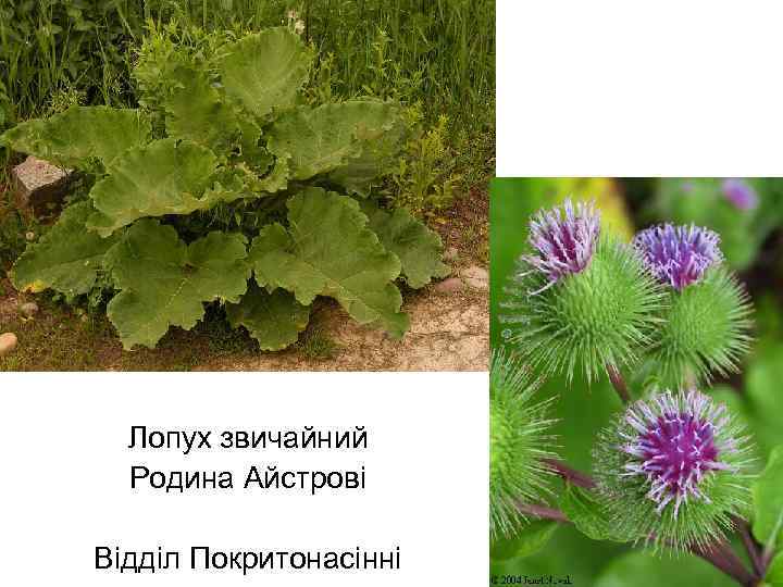 Лопух звичайний Родина Айстрові Відділ Покритонасінні 