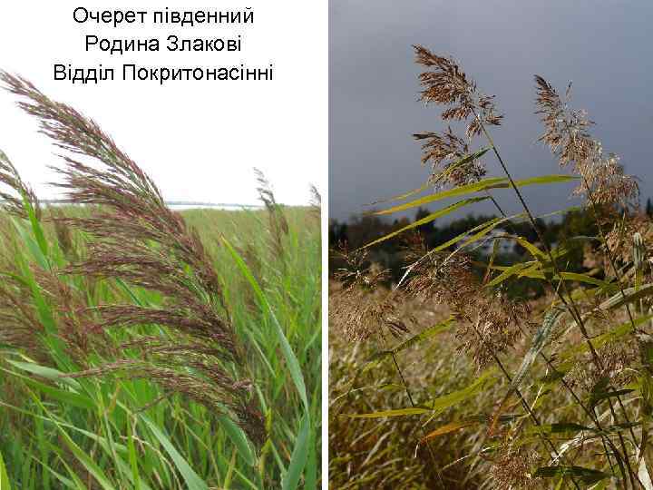 Очерет південний Родина Злакові Відділ Покритонасінні 