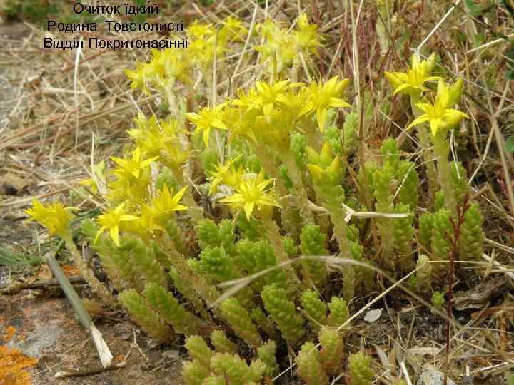 Очи ток їдки й Родина Товстолисті Відділ Покритонасінні 