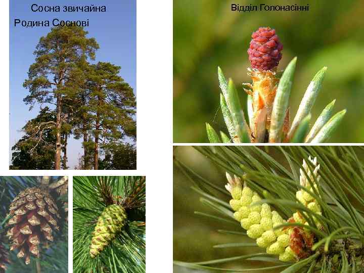 Сосна звичайна Родина Соснові Відділ Голонасінні 